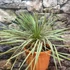 Kép 6/7 - Yucca rostrata - sascsőr jukka