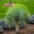 Kép 1/7 - Yucca rostrata - sascsőr jukka