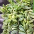Kép 4/11 - Aeschynanthus "Bolero Bicolore"
