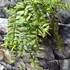 Kép 10/11 - Aeschynanthus "Bolero Bicolore"