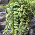 Kép 11/11 - Aeschynanthus "Bolero Bicolore"
