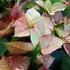 Kép 2/6 - Euphorbia poinsettia 'Marble Extra' - mikulásvirág (értékcsökkent)