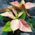 Kép 6/6 - Euphorbia poinsettia 'Marble Extra' - mikulásvirág (értékcsökkent)