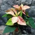 Kép 1/6 - Euphorbia poinsettia 'Marble Extra' - mikulásvirág (értékcsökkent)