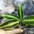 Kép 2/7 - Labisia sp 'Cat's Eyes'