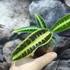 Kép 3/7 - Labisia sp 'Cat's Eyes'