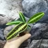 Kép 5/7 - Labisia sp 'Cat's Eyes'