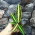Kép 7/7 - Labisia sp 'Cat's Eyes'
