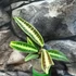 Kép 1/7 - Labisia sp 'Cat's Eyes'