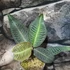 Kép 1/8 - Labisia sp. 'Pink vein'