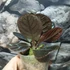 Kép 6/7 - Labisia sp. Kalimantan