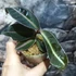 Kép 4/8 - Labisia pumila