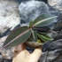 Kép 2/8 - Labisia pumila