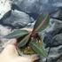 Kép 1/8 - Labisia pumila