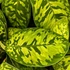 Kép 1/5 - Homalomena wallisii 'Camouflage'
