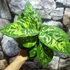Kép 2/5 - Homalomena wallisii 'Camouflage'