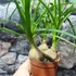 Kép 6/7 - Nolina recurvata