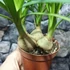 Kép 7/7 - Nolina recurvata