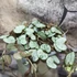 Kép 4/5 - Ceropegia woodii Silver Glory