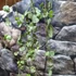 Kép 2/6 - Ceropegia woodii ssp. Woodii