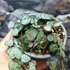 Kép 4/6 - Ceropegia woodii ssp. Woodii
