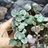 Kép 4/5 - Ceropegia woodii Variegata