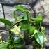 Kép 4/9 - Ceropegia sandersonii - esernyős gyertyavirág, értékcsökkent