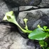 Kép 5/9 - Ceropegia sandersonii - esernyős gyertyavirág, értékcsökkent
