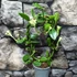 Kép 7/9 - Ceropegia sandersonii - esernyős gyertyavirág, értékcsökkent
