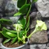 Kép 8/9 - Ceropegia sandersonii - esernyős gyertyavirág, értékcsökkent
