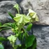 Kép 1/9 - Ceropegia sandersonii - esernyős gyertyavirág, értékcsökkent