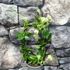 Kép 2/9 - Ceropegia sandersonii - esernyős gyertyavirág, értékcsökkent
