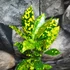 Kép 3/7 - Codiaeum Aucubaefolia