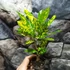 Kép 4/7 - Codiaeum Aucubaefolia