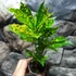 Kép 5/7 - Codiaeum Aucubaefolia