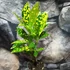 Kép 6/7 - Codiaeum Aucubaefolia