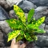 Kép 7/7 - Codiaeum Aucubaefolia