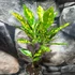 Kép 1/7 - Codiaeum Aucubaefolia