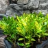 Kép 2/7 - Codiaeum Aucubaefolia