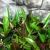 Kép 1/7 - Codiaeum Excellent