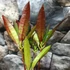 Kép 4/7 - Codiaeum Excellent