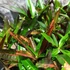 Kép 6/7 - Codiaeum Excellent