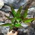 Kép 7/7 - Codiaeum Excellent