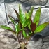 Kép 2/7 - Codiaeum Excellent