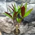 Kép 3/7 - Codiaeum Excellent
