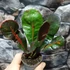 Kép 5/9 - Codiaeum Mammey
