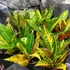 Kép 1/7 - Codiaeum Moar Yellow