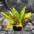 Kép 2/7 - Codiaeum Moar Yellow