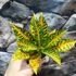 Kép 3/7 - Codiaeum Moar Yellow