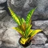 Kép 6/7 - Codiaeum Moar Yellow